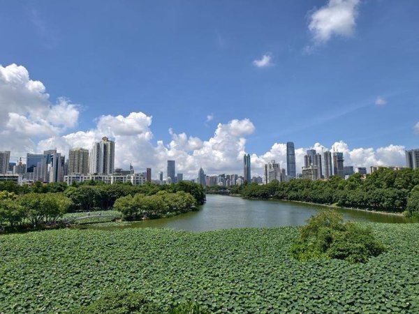 开yun体育网旅客可了解盆栽荷花培育经由-开云(中国)kaiyun网页版登录入口